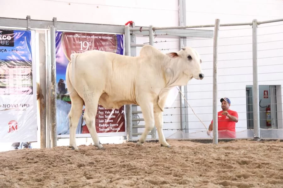 XXI Leilão Integração do Nelore oferta mais de 300 animais durante Expoara