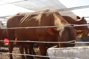 Pavilhão da Pecuária é preparado para receber animais para a Agrotins 2022