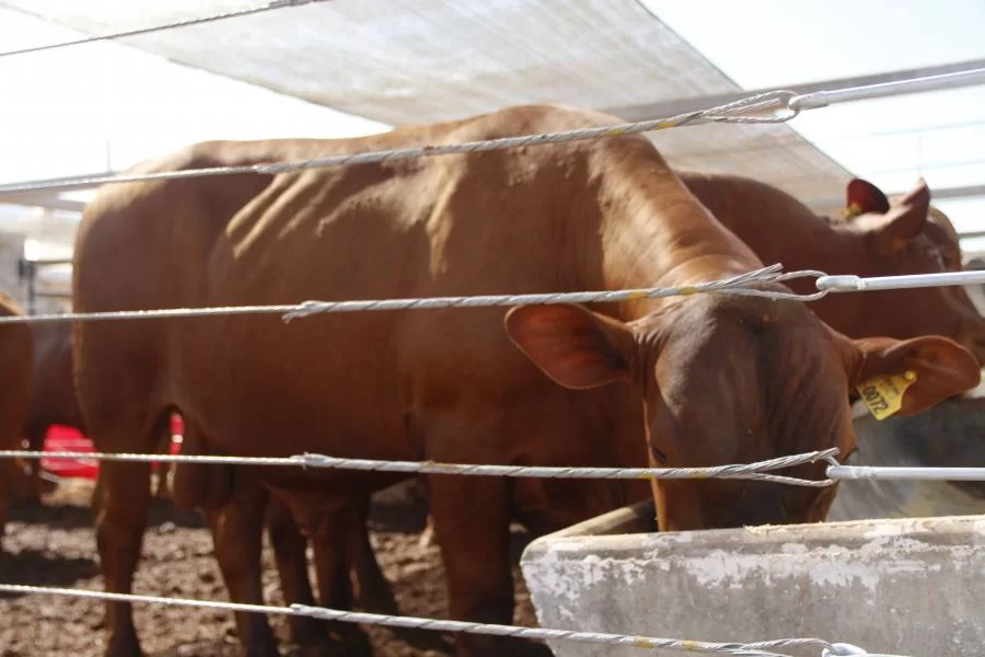Pavilhão da Pecuária é preparado para receber animais para a Agrotins 2022