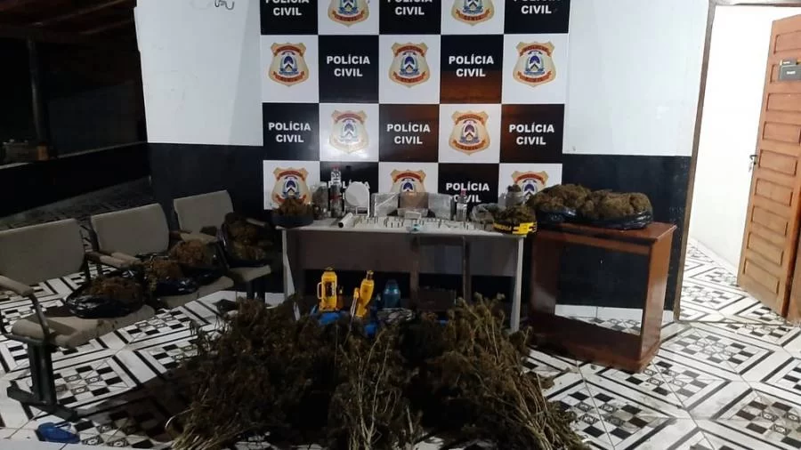 Plantação de maconha é encontrada no norte do Estado