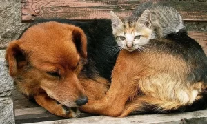 De autoria de Janad Valcari, requerimento que exige o cumprimento da Lei Sansão e a ampliação da castração de animais em Palmas é aprovado