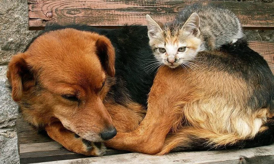 De autoria de Janad Valcari, requerimento que exige o cumprimento da Lei Sansão e a ampliação da castração de animais em Palmas é aprovado