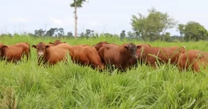 Licença para pecuária de corte em Bandeirante é solicitada ao Naturatins