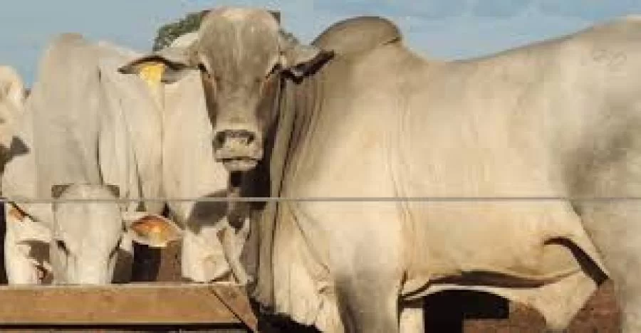 Escalas de abate sobem e preços do boi gordo segue estável segundo a Scot Consultoria