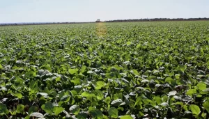 Exclusivo: no Tocantins Agro se destaca, mostra força e secretário explica porque