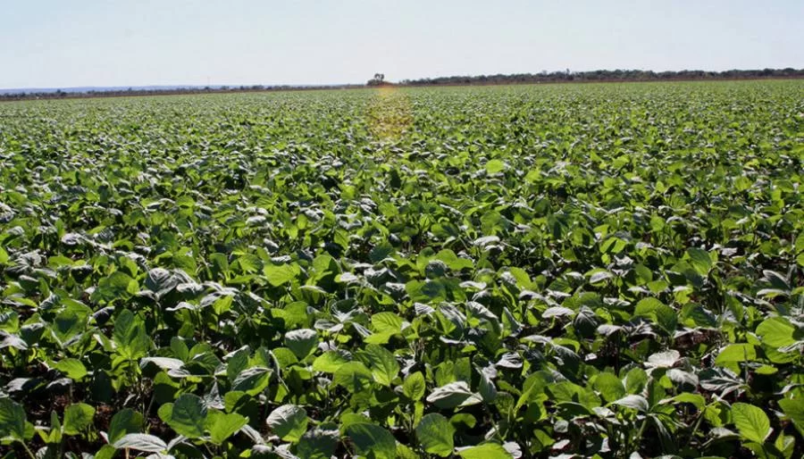 Exclusivo: no Tocantins Agro se destaca, mostra força e secretário explica porque