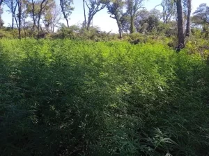 PM Ambiental encontra aproximadamente 2 mil pés de maconha Ã s margens de rio no Tocantins