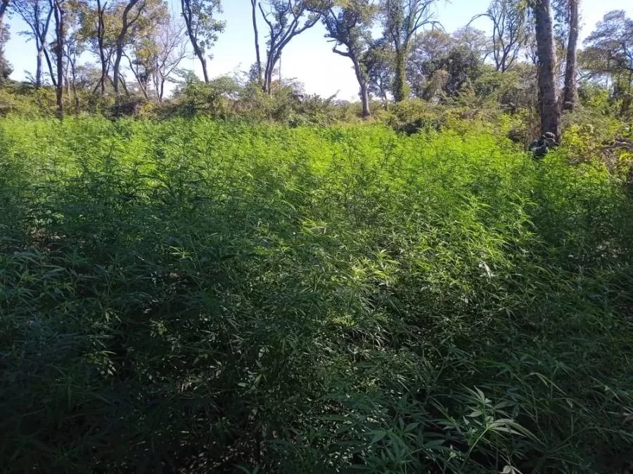 PM Ambiental encontra aproximadamente 2 mil pés de maconha Ã s margens de rio no Tocantins