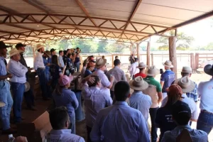 Prova de ganho de peso em Silvanópolis destaca o melhor do nelore no Estado do Tocantins