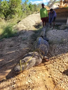 Jacaré de 4 metros é encontrado em mineradora de Luzimangues; resgate precisou de um caminhão