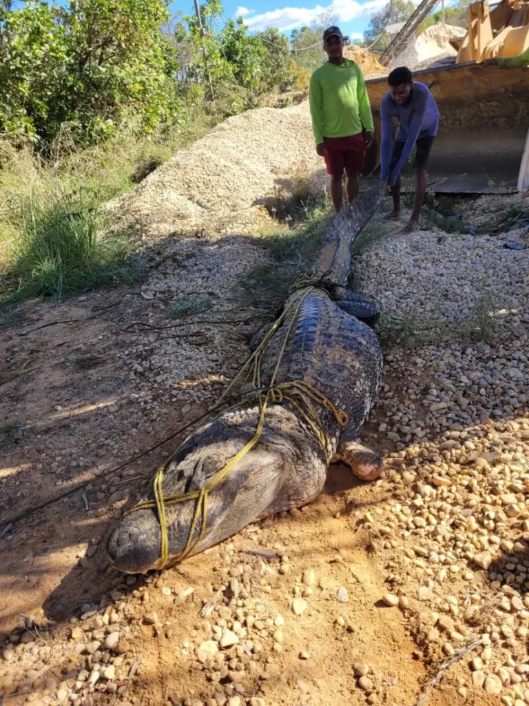 Jacaré de 4 metros é encontrado em mineradora de Luzimangues; resgate precisou de um caminhão
