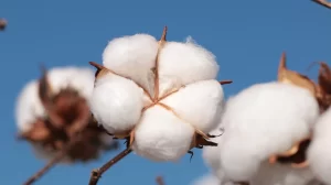 Amipa celebra 26 anos como símbolo da força coletiva e inovação na cotonicultura mineira
