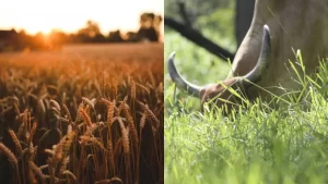 Saiba como está o mercado do Boi Gordo no Tocantins e a cultura de grãos no país