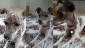 Família pede ajuda para encontrar cachorrinha "Megue" desaparecida no setor Aeroporto II, em Colinas