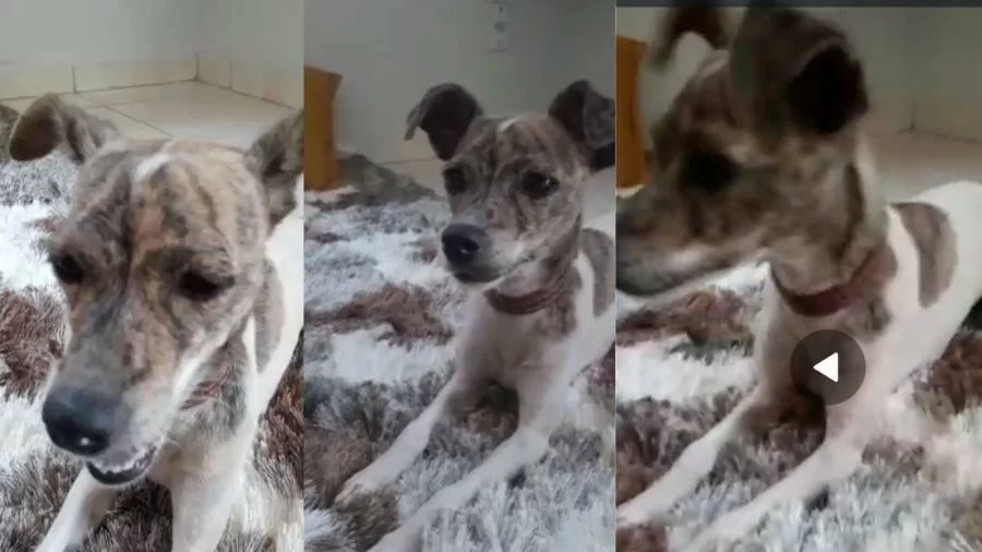 Família pede ajuda para encontrar cachorrinha "Megue" desaparecida no setor Aeroporto II, em Colinas
