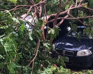 Chuva com ventania derruba árvores e causa estragos em Araguaína; Vídeo