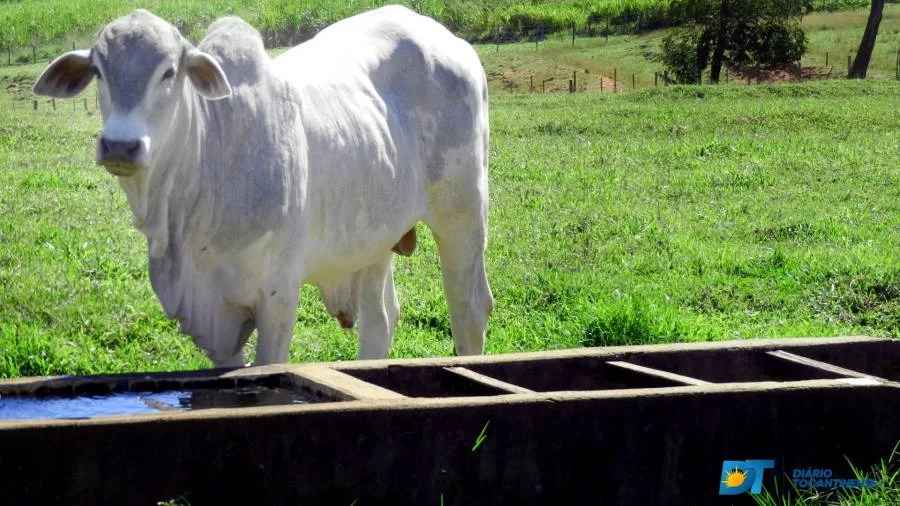 Especialista explica cenário do mercado do Boi Gordo para os próximos meses
