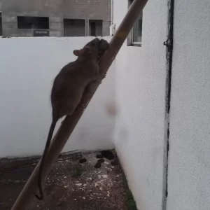Descaso com a saÃÂºde pÃÂºblica no Tocantins ÃÂ© destaque em Rede nacional