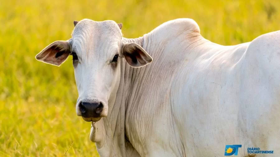 Arroba do Boi Gordo inicia terceira semana de setembro sendo pressionada; queda de R$ 3 é monitorada
