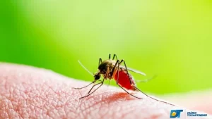 Tocantins teve cinco mortes de humanos por calazar e 59 casos confirmados este ano