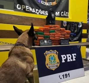 Mulher é presa por tráfico após cão farejador encontrar mais de 40 tabletes de maconha em ônibus