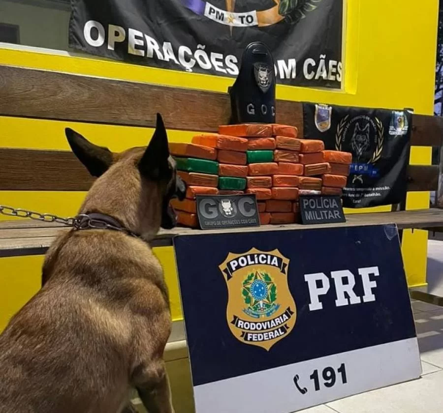 Mulher é presa por tráfico após cão farejador encontrar mais de 40 tabletes de maconha em ônibus