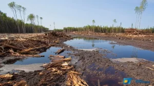 Desmatamento ilegal de área correspondente a 52 mil campos de futebol é investigado pela Justiça do Tocantins