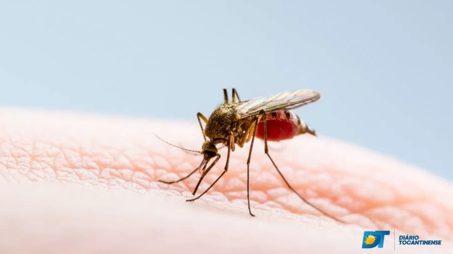 Com aumentos alarmantes de dengue, chikungunya e zika no Estado, médico explica diferença dos sintomas e o que fazer para se prevenir