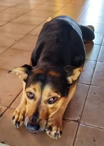 Vídeo mostra cachorra sendo atropelada por motorista em Arapoema