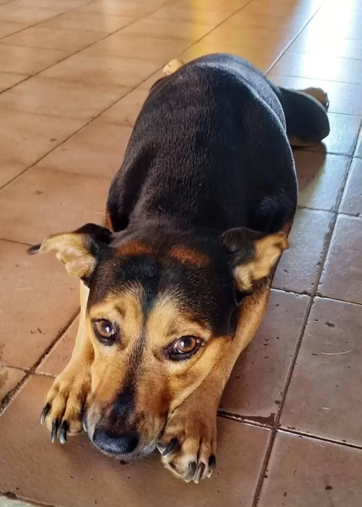 Vídeo mostra cachorra sendo atropelada por motorista em Arapoema