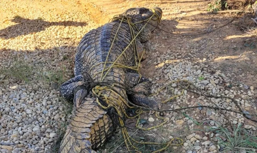 Bombeiros Militares contabilizam resgate de mais de 1.046 resgate de animais silvestres e domésticos este ano
