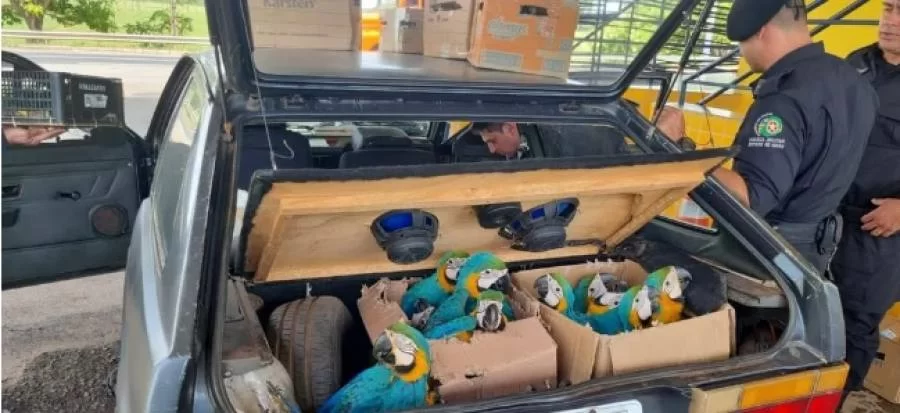 Crime ambiental: dois homens foram presos pelo transporte ilegal de animais