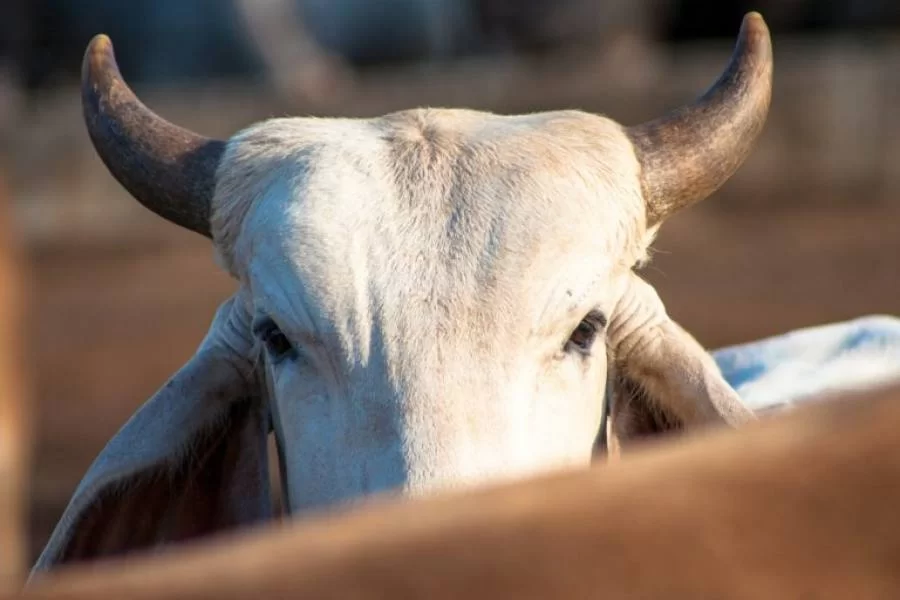 Balanço da atividade pecuária de 2022; Expectativas e projeções para o futuro do mercado brasileiro no  Estado do Tocantins, Confira aqui: