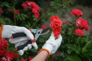 Para você saber como plantar rosas?