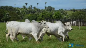 Boi gordo: fechamento do mercado de reposição