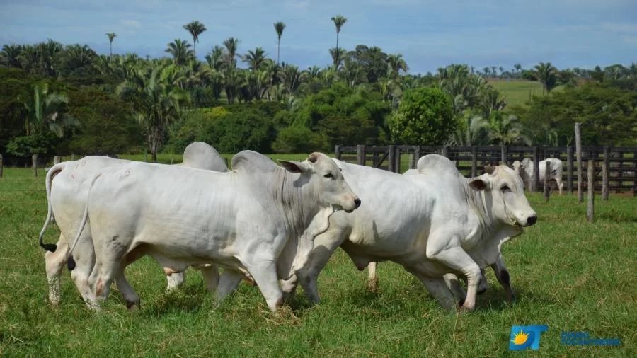 Boi gordo: fechamento do mercado de reposição