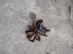 Tempo quente favorece  o aparecimento de aracnÃÂ­deos na cidade .