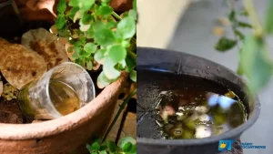 Explodem casos de doenças ligadas ao Aedes aegypti no Tocantins; dengue e chikungunya ultrapassam 1.000% comparado a 2021