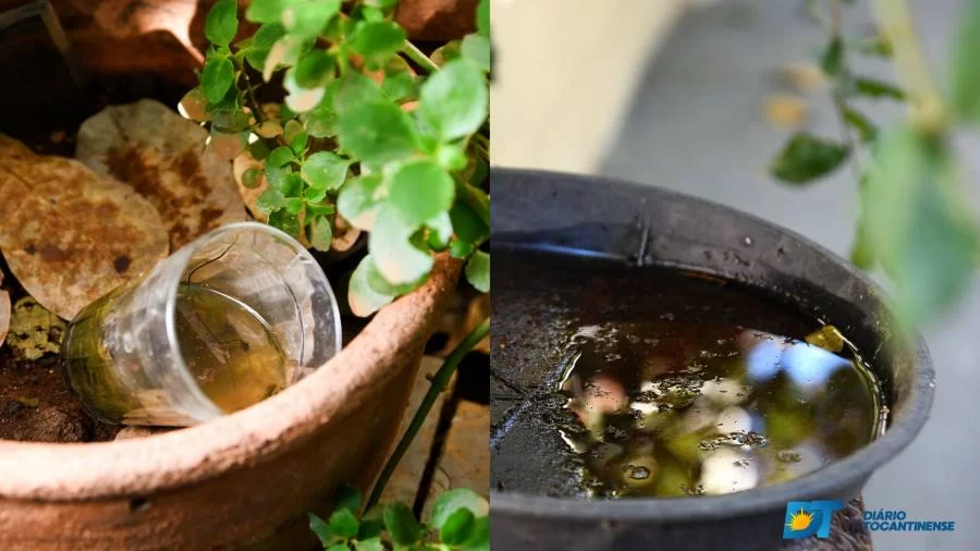 Explodem casos de doenças ligadas ao Aedes aegypti no Tocantins; dengue e chikungunya ultrapassam 1.000% comparado a 2021