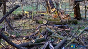 Dois ex-presidentes do Naturatins são condenados por autorizarem desmatamento em áreas equivalentes a 850 campos de futebol