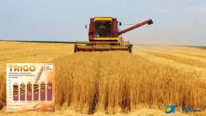 Produção de trigo atinge recorde com mais de 9 milhões de toneladas e análise aponta para país autossuficiente em poucos anos