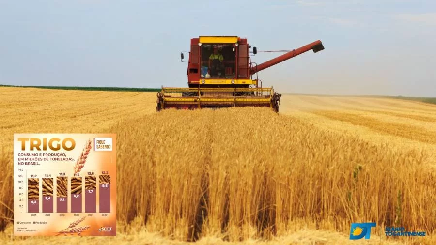 Produção de trigo atinge recorde com mais de 9 milhões de toneladas e análise aponta para país autossuficiente em poucos anos