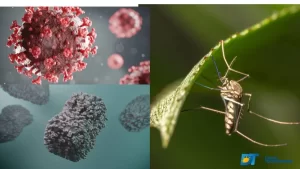 Covid-19, Monkeypox, Chikungunya, Dengue e Zika; saiba como estão os casos no Tocantins