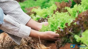 TAC firmado entre MPTO e produtores rurais prevÃª pagamento de multa e recomposição de áreas protegidas