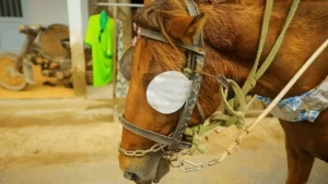 Governo sanciona Lei que regulamenta cavalgadas e tropeadas no Tocantins; saiba quais são as regras