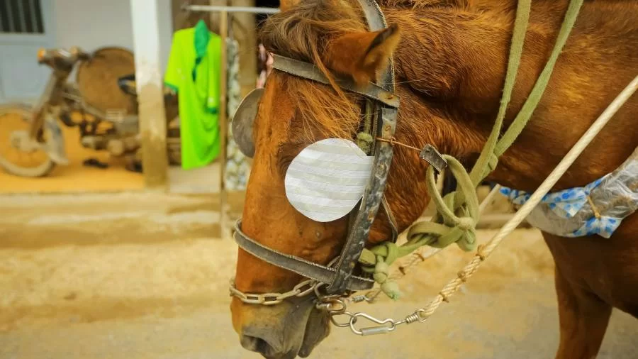 Governo sanciona Lei que regulamenta cavalgadas e tropeadas no Tocantins; saiba quais são as regras