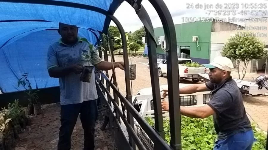 Pecuarista de Arapoema realiza doações de 700 mudas de várias espécies para Couto Magalhães