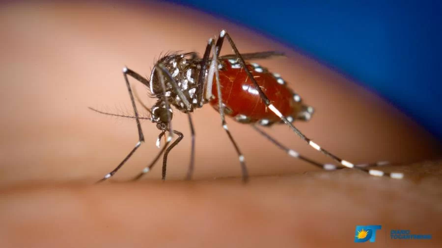 Apesar da redução de casos dengue no Tocantins, gerente de VigilÃ¢ncia das Arboviroses alerta para cuidados redobrados