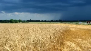 Mesmo abaixo da média, chuvas podem prejudicar safra de grãos produzidos no Tocantins, afirma INMET