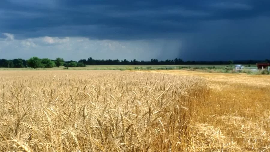 Mesmo abaixo da média, chuvas podem prejudicar safra de grãos produzidos no Tocantins, afirma INMET